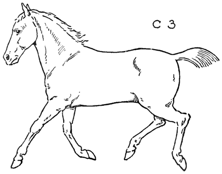 450x354 How To Draw Horses With Easy Step By Step Drawing Lessons - Horse Sketch Step By Step