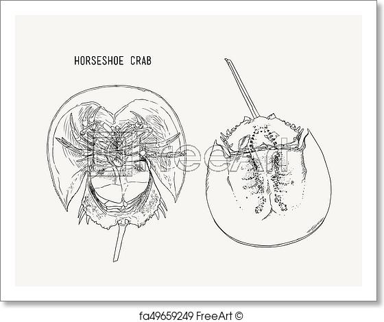 560x470 Free Art Print Of Horseshoe Crab Hand Draw Sketch Vector - Horseshoe Crab Sketch