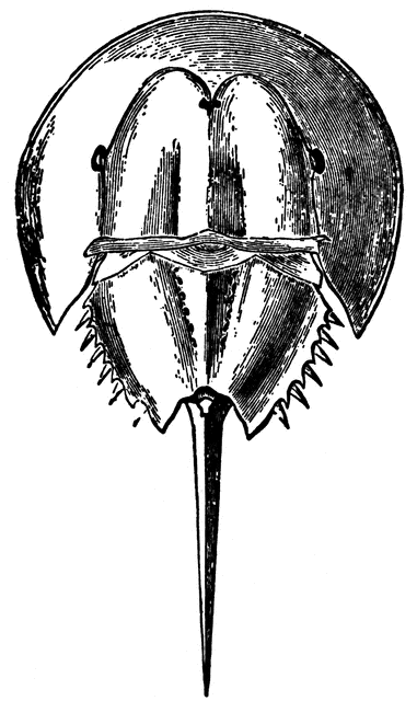 381x640 Horseshoe Crab (Adult) Clipart Etc - Horseshoe Crab Sketch