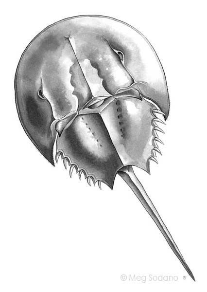 426x600 Horseshoe Crab (Ink) Natural Science Illustrations - Horseshoe Crab Sketch