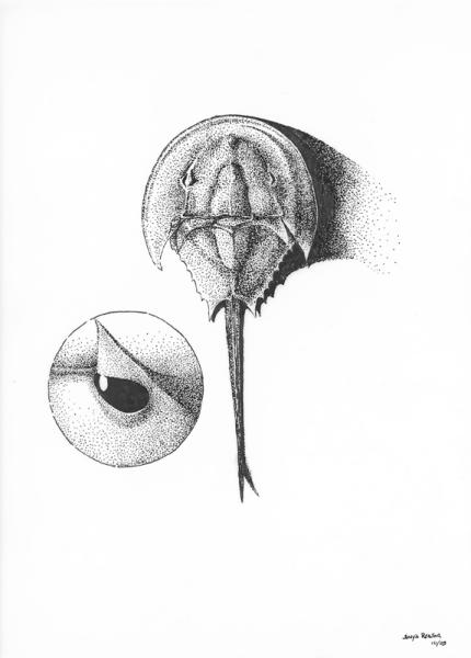 430x600 Horseshoe Crab - Horseshoe Crab Sketch