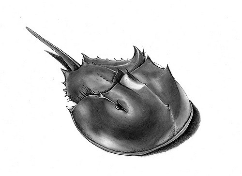 500x364 Horseshoe Crab For This Drawing, We Each Got A Jar - Horseshoe Crab Sketch