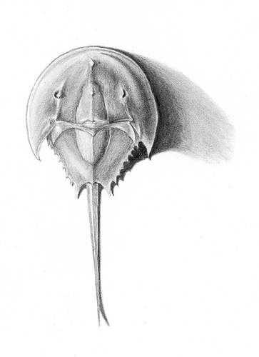 363x500 Horseshoe Crab Pencil Pencil Drawing Of Horseshoe Crab. - Horseshoe Crab Sketch
