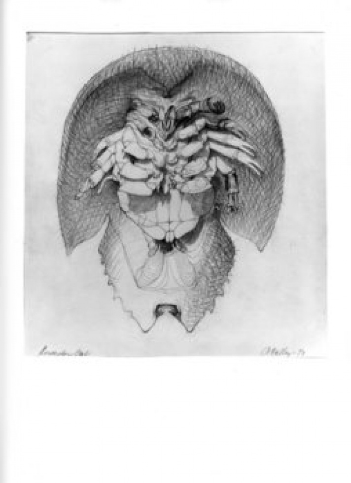 712x981 Horseshoe Crab Drawing Washington Project For The Arts - Horseshoe Crab Sketch