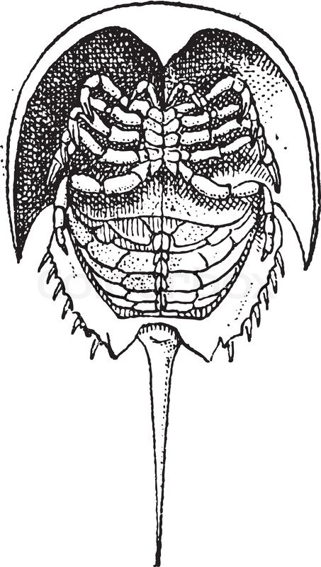 453x800 Horseshoe Crab Or Limulidae, Vintage Engraved Illustration - Horseshoe Crab Sketch