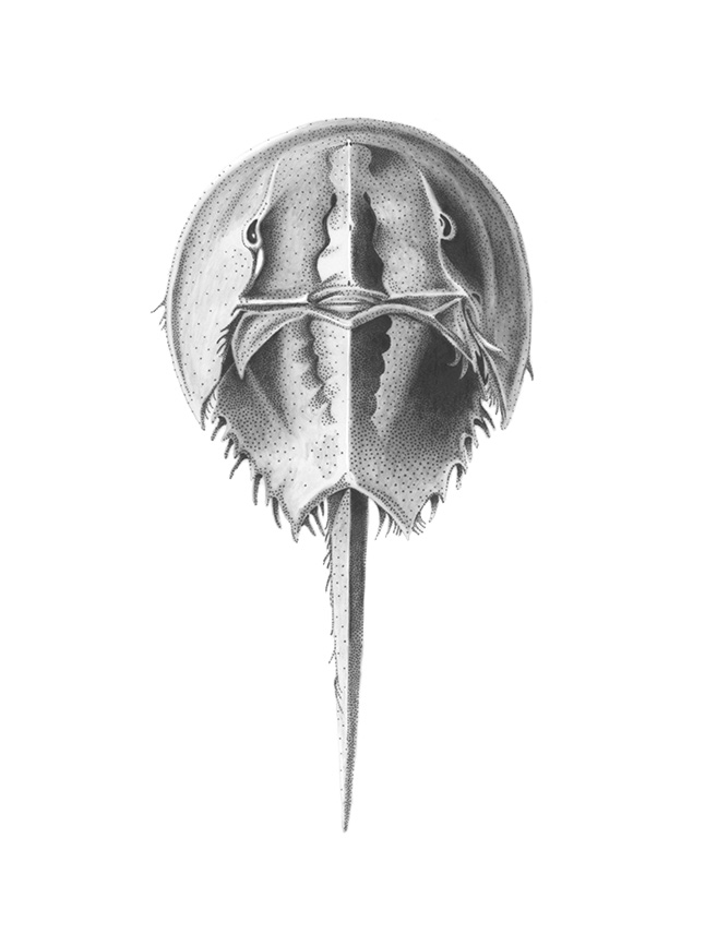 Horseshoe Crab Sketch at Explore collection of