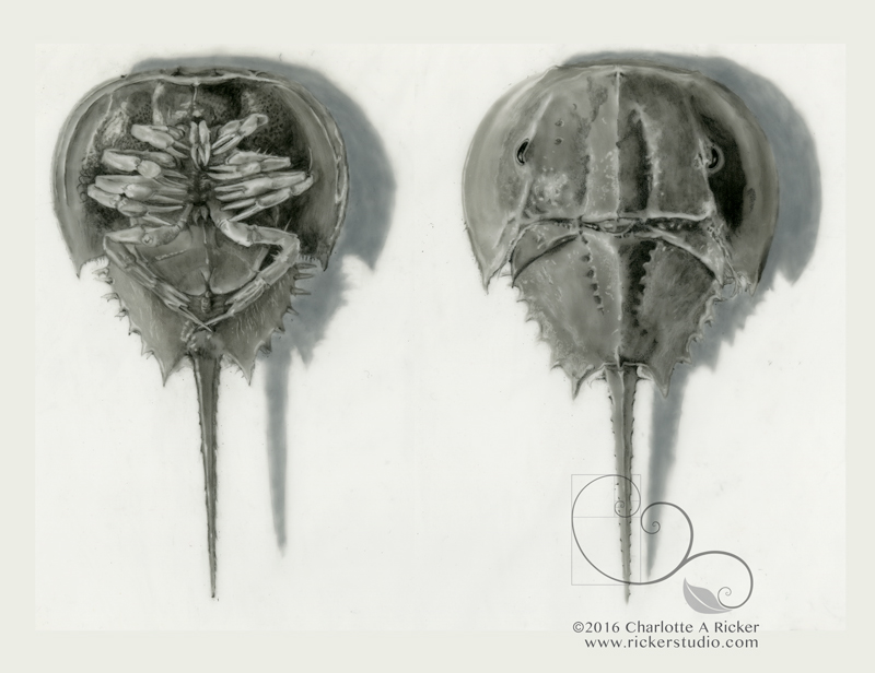 Horseshoe Crab Sketch at Explore collection of