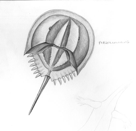 Horseshoe Crab Sketch at Explore collection of