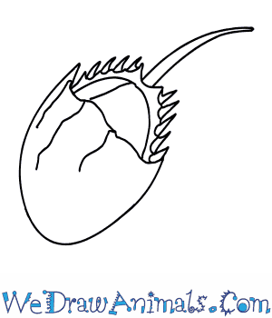 300x350 How To Draw A Horseshoe Crab - Horseshoe Crab Sketch