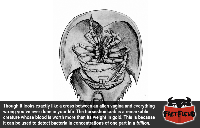700x450 The Horseshoe Crab, The Alien Crab With Golden Blood - Horseshoe Crab Sketch