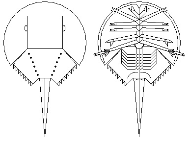 383x288 Horseshoe Crab Design Idea =) I Wanted To Continue The - Horseshoe Crab Sketch