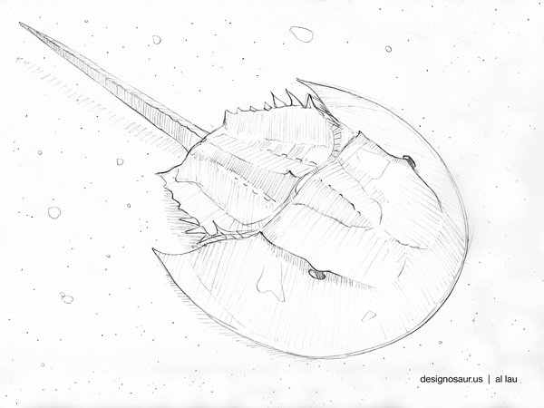 600x450 Sketch Horseshoe Crab Blog.designosaur.us - Horseshoe Crab Sketch