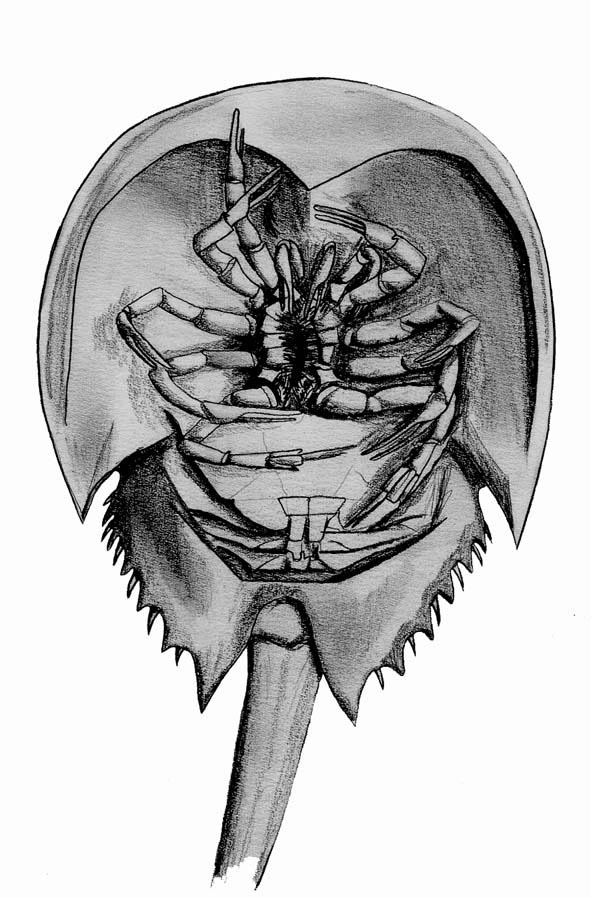 Horseshoe Crab Sketch at Explore collection of