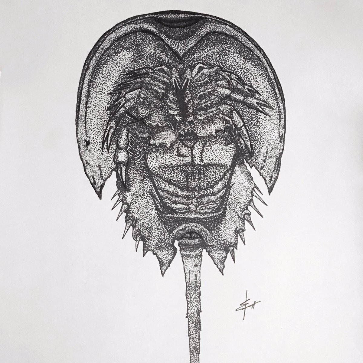 Horseshoe Crab Sketch at Explore collection of