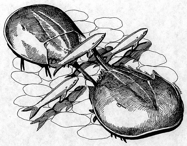 598x466 Filehorseshoe Crabs Draw.jpg - Horseshoe Crab Sketch