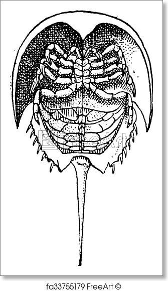 335x580 Free Art Print Of Horseshoe Crab Or Limulidae, Vintage Engraving - Horseshoe Crab Sketch