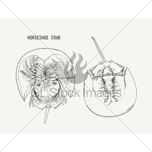 500x500 Horseshoe Crab Hand Draw Sketch Vector. Gl Stock Images - Horseshoe Sketch