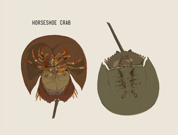 626x475 Horseshoe Crab Hand Draw Sketch Vector. Vector Premium Download - Horseshoe Sketch