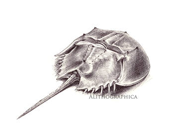 340x270 Horseshoe Crab Print Etsy - Horseshoe Sketch