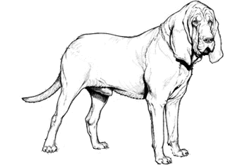 350x238 15 Bloodhound Drawing For Free Download On Mbtskoudsalg - Hound Dog Sketch