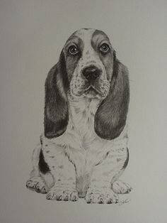 236x314 Basset Hound One Dog Art Portrait By Stephen Kline - Hound Dog Sketch