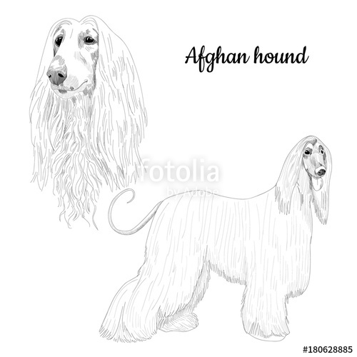 500x500 Afghan Hound Sketch On White Background. Hand Drawn Dog Portrait - Hound Dog Sketch