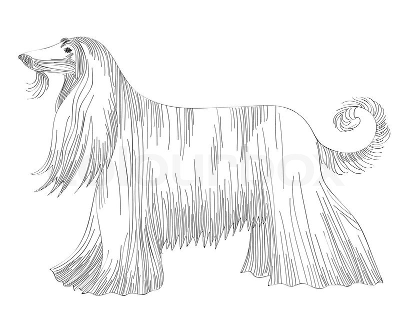 800x667 Sketch Of The Dog Afghan Hound Breed Stock Vector Colourbox - Hound Dog Sketch