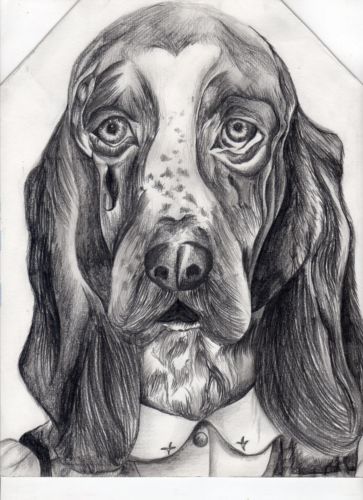 363x500 Basset Hound Dog Portrait Original Sketch Drawing, Wall Art - Hound Dog Sketch