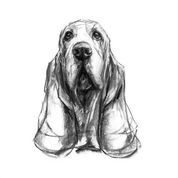 570x570 Basset Hound Dog Drawing Fine Art Dog Print Basset Hound Etsy - Hound Sketch