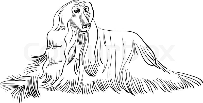 800x407 Black And White Sketch Of The Dog Afghan Hound Breed Lying Stock - Hound Sketch
