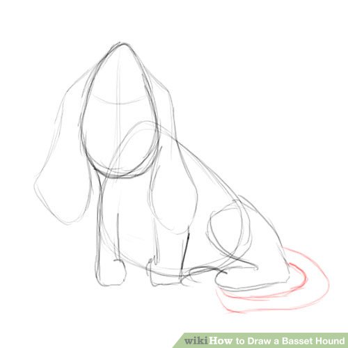 500x500 How To Draw A Basset Hound 8 Steps (With Pictures) - Hound Sketch