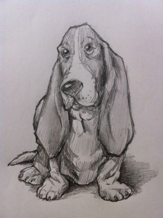 520x696 How To Draw A Basset Hound Dog Drawing Drawings - Hound Sketch