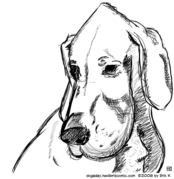 600x615 January 21 Ink Hound A Dog A Day - Hound Sketch