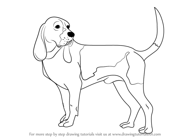 800x566 Learn How To Draw A Hound Dog (Dogs) Step By Step Drawing Tutorials - Hound Sketch