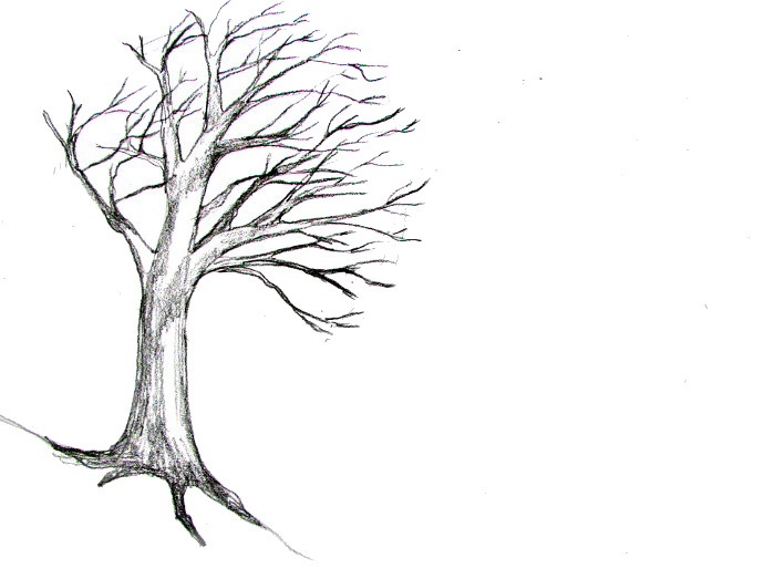 690x523 How To Draw A Tree - How To Draw A Sketch Step By Step