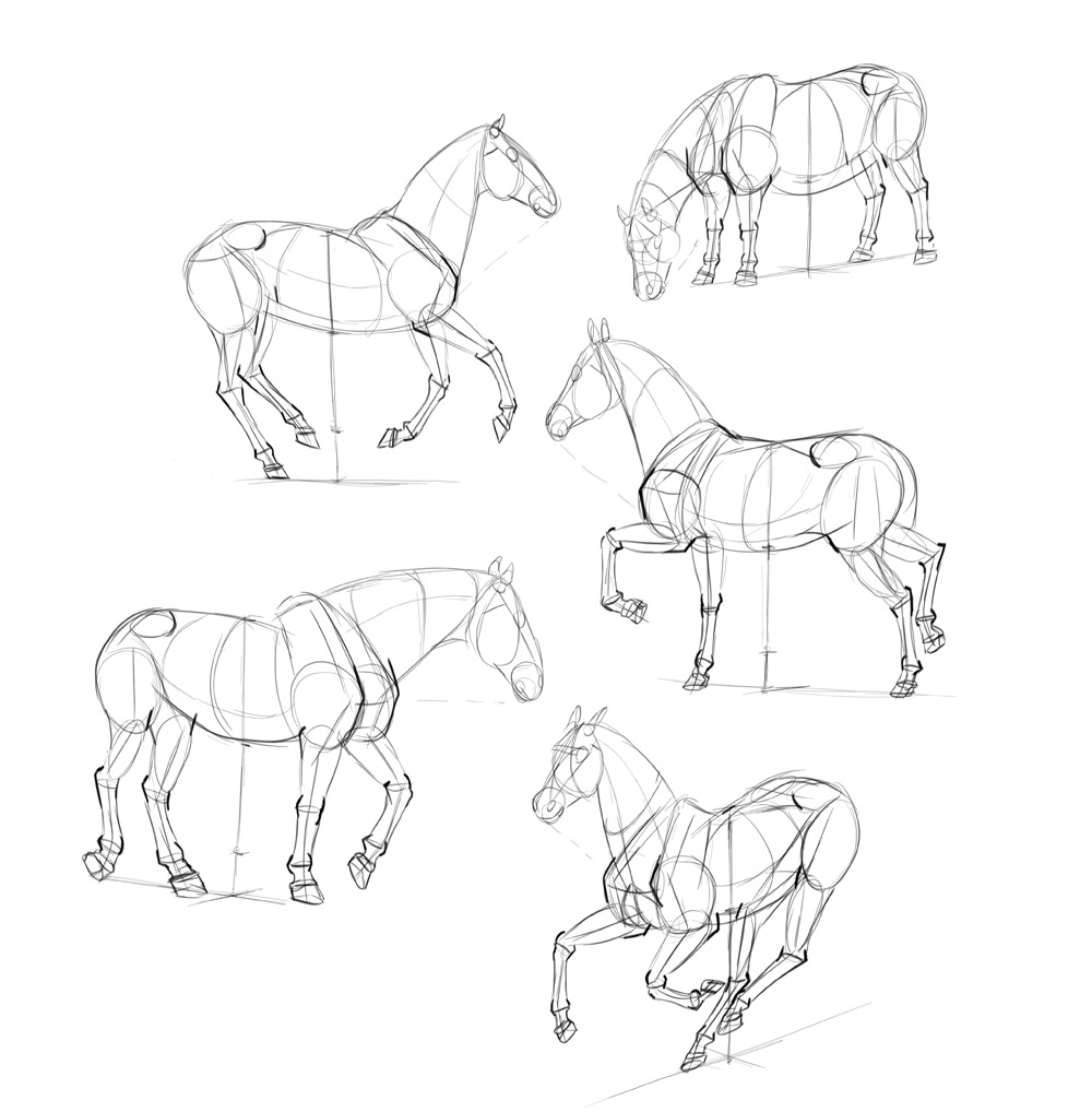 1000x1018 How To Draw Horses Step By Step Instructions - How To Draw A Sketch Step By Step