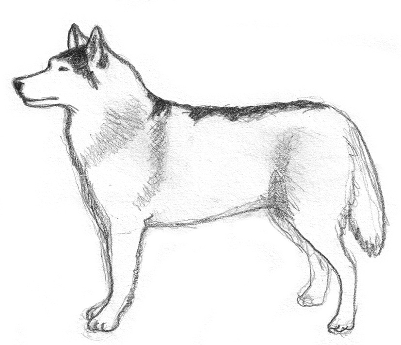 827x711 Dog Sketches - How To Draw Pencil Sketch