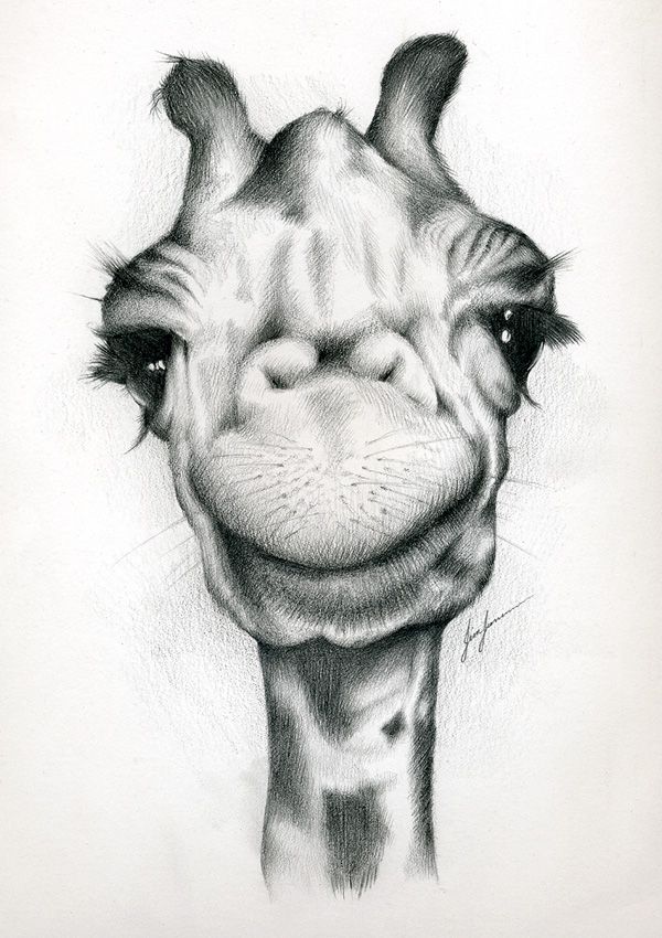 600x850 Pencil Drawings Pencil Drawings Animals - How To Draw Pencil Sketch