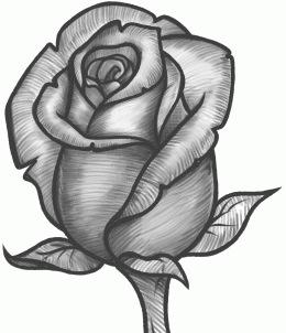 260x302 How To Sketch A Rose - How To Make Sketch