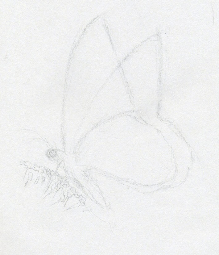 710x826 Make Butterfly Sketch Quickly And Easily. Speed Is The Key - How To Make Sketch