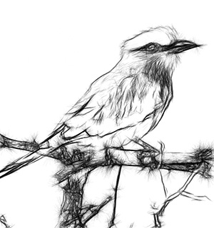 300x320 Photo To Sketch Converter. Sketch Drawer - How To Turn A Picture Into A Sketch