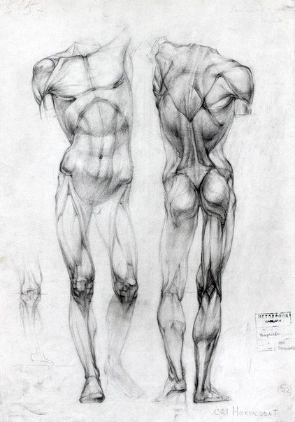 422x604 Kurs Plasticheskaia Anatomiia Cheloveka Anatomy In 2018 - Human Anatomy Sketches