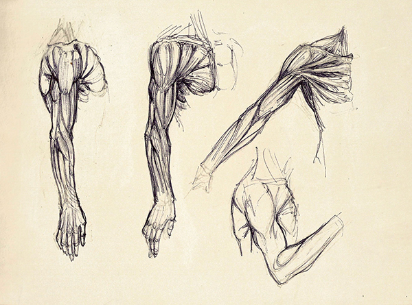 600x445 Anatomical Studies (To Be Updated) On Behance - Human Arm Sketch