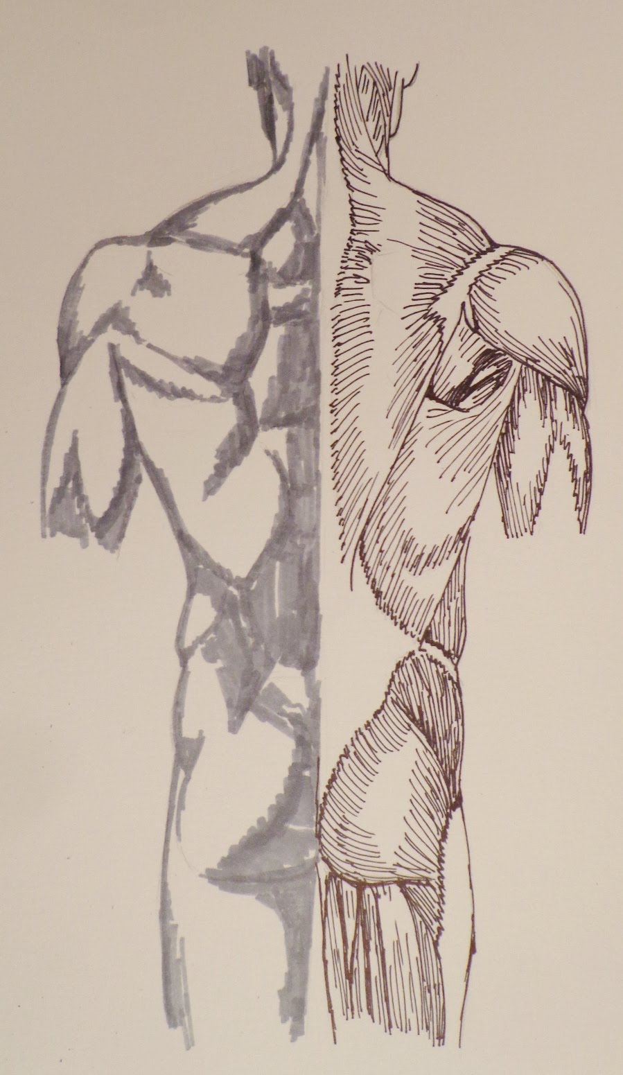 899x1551 Drawing Back Muscles - Human Back Sketch