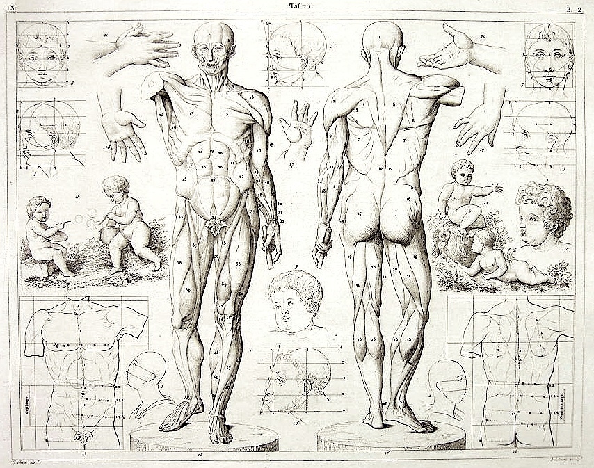854x673 Drawn Anatomy Human Body - Human Body Anatomy Sketch