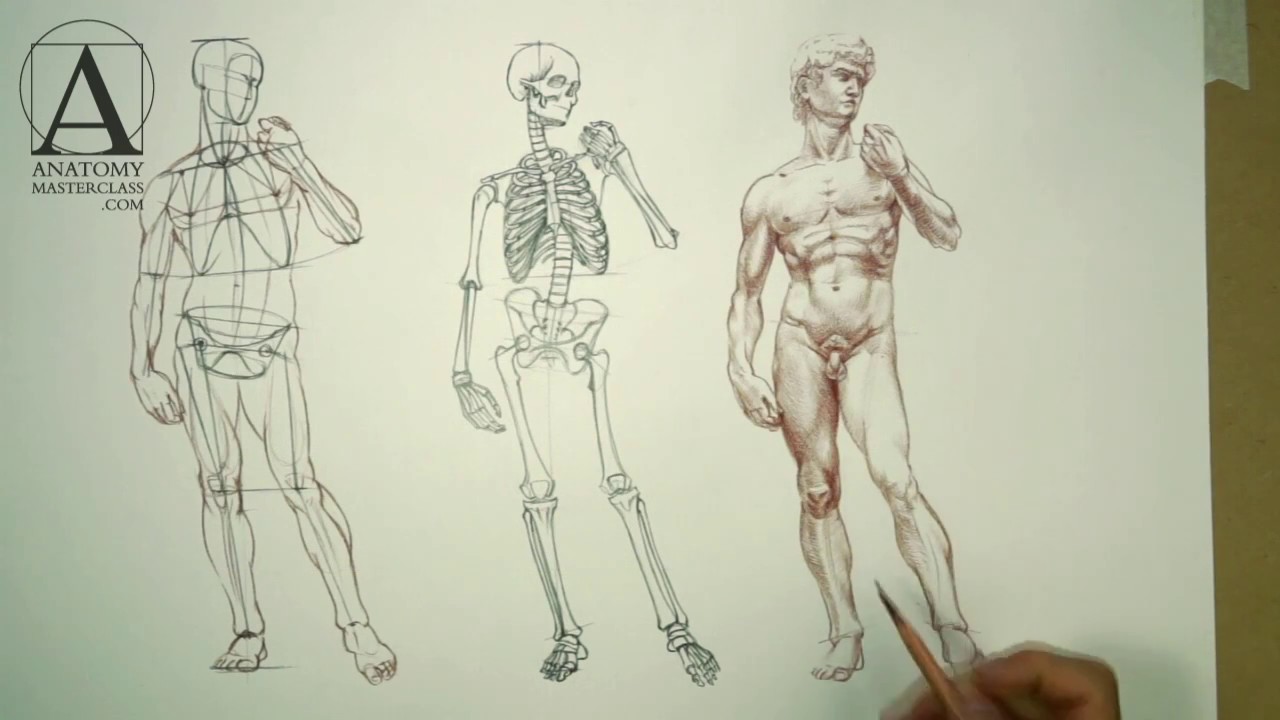 1280x720 Human Body Anatomy - Human Body Anatomy Sketch