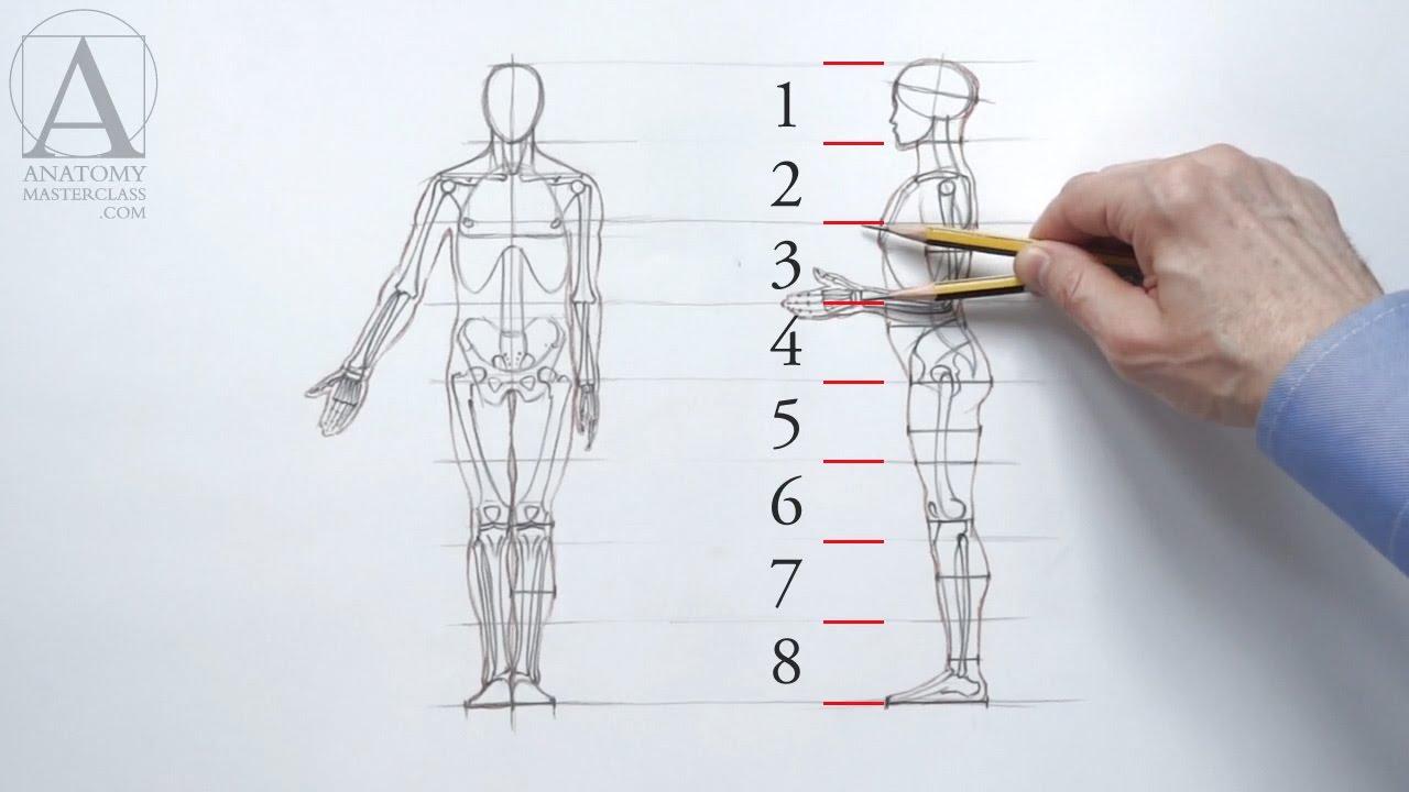 1280x720 Human Figure Proportions - Human Body Anatomy Sketch