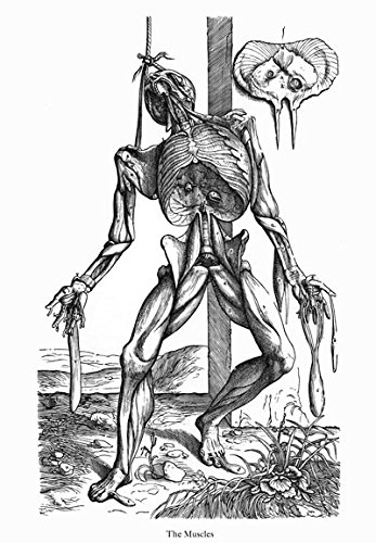 347x500 Ml34 Vintage Medical Anatomy Illustration Human Body Anatomical - Human Body Anatomy Sketch