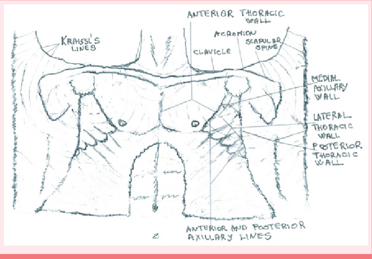 744x518 Mercator Like Sketch Projection Of The Human Body (I). Anatomy - Human Body Anatomy Sketch