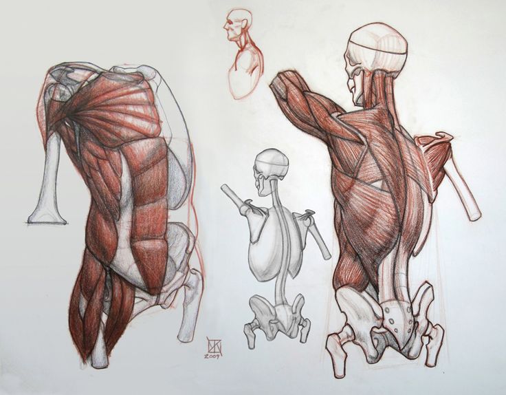 736x574 Pin By On Anatomy In 2018 Anatomy - Human Body Anatomy Sketch